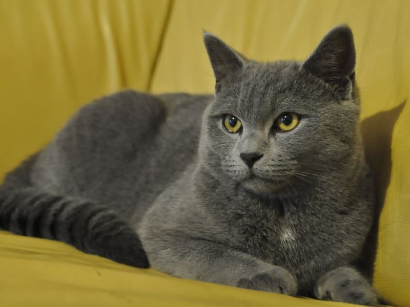 race de chat british shorthair soins