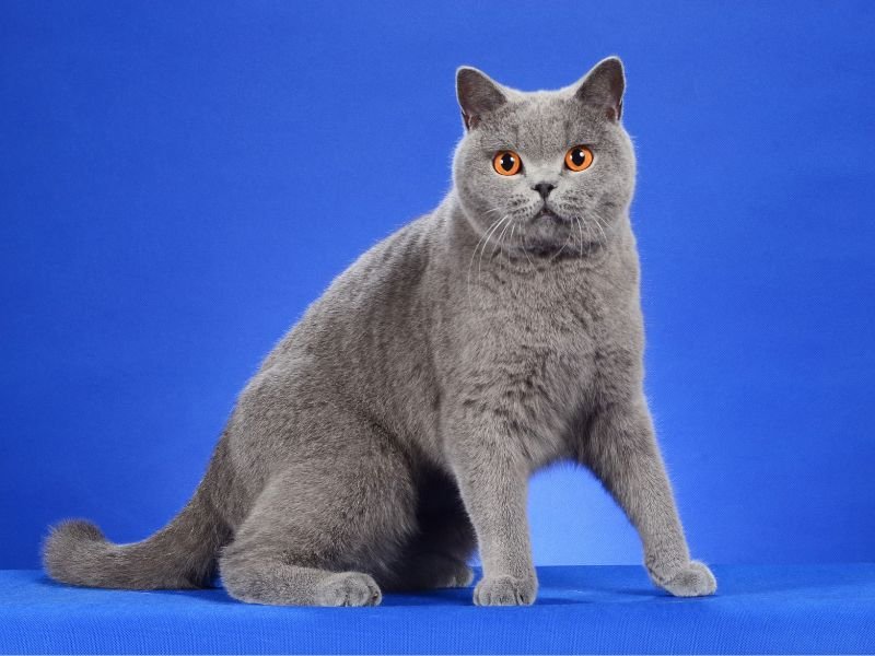 race de chat british shorthair