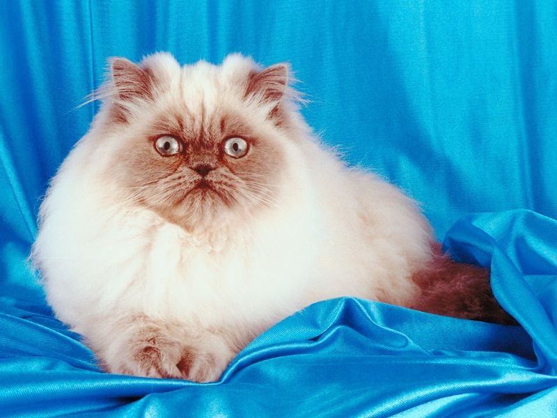 race de chat himalayen