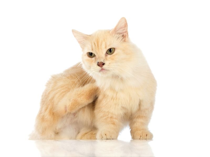 race de chat munchkin