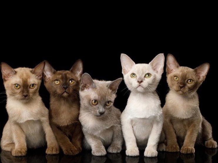 burmese chatons