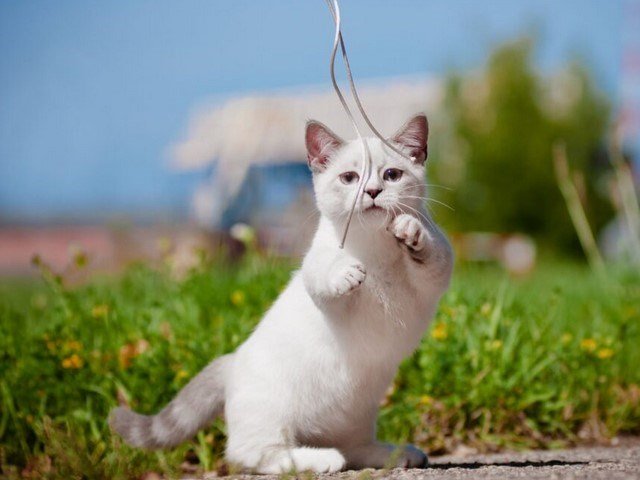 race chat munchkin taille caractere chaton education