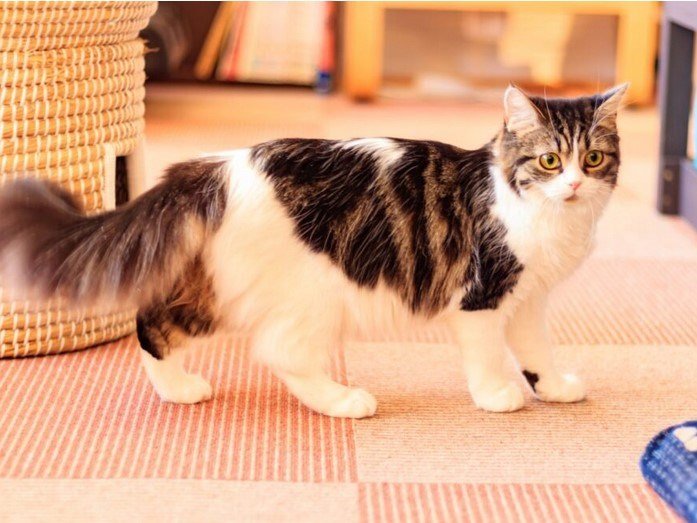 chat munchkin taille caractere education