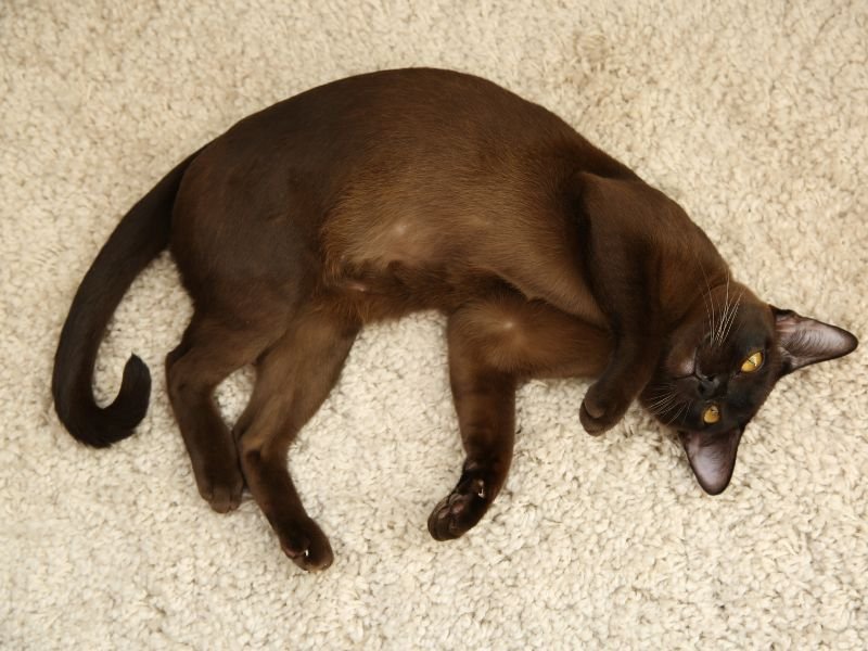 chat burmese a vendre