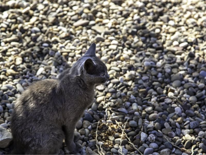 chat burmese alimantation