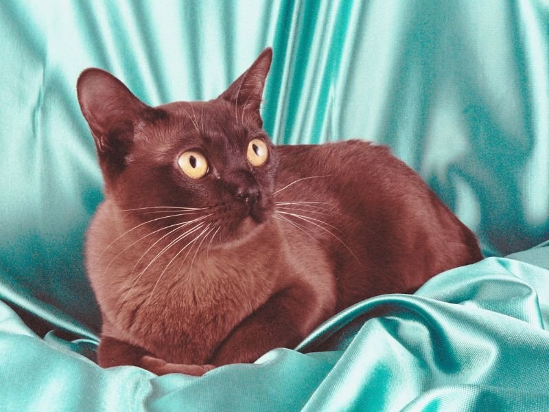 chat burmese caractere