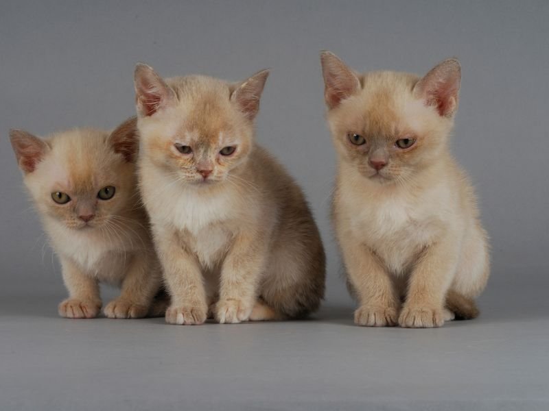 chat burmese chatons a adopter