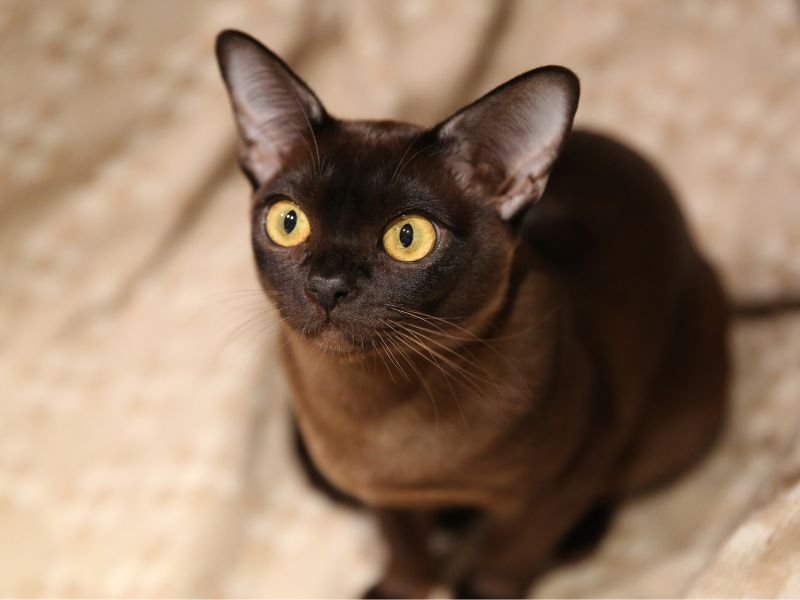 chat burmese noir a adopter