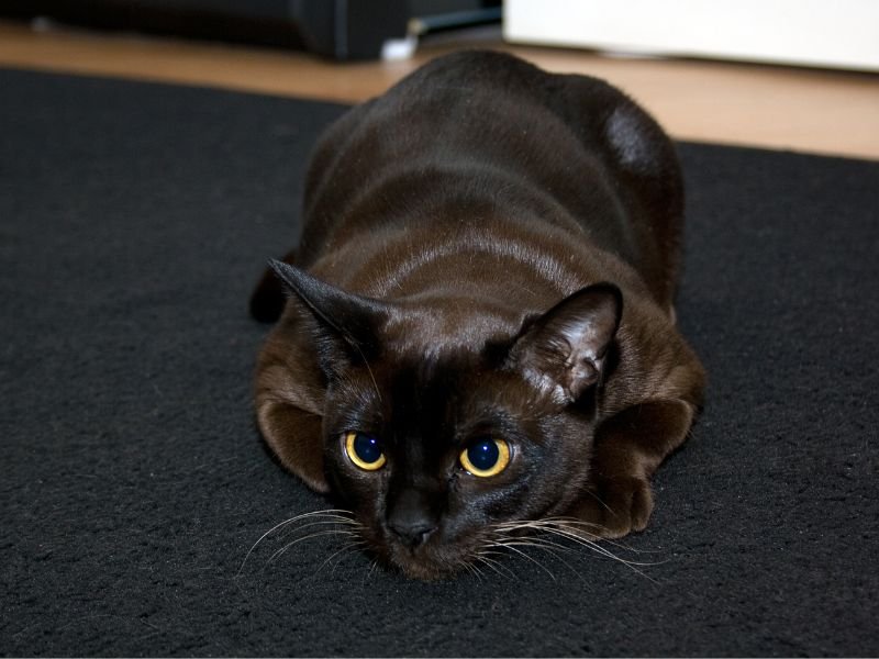 chat burmese noir