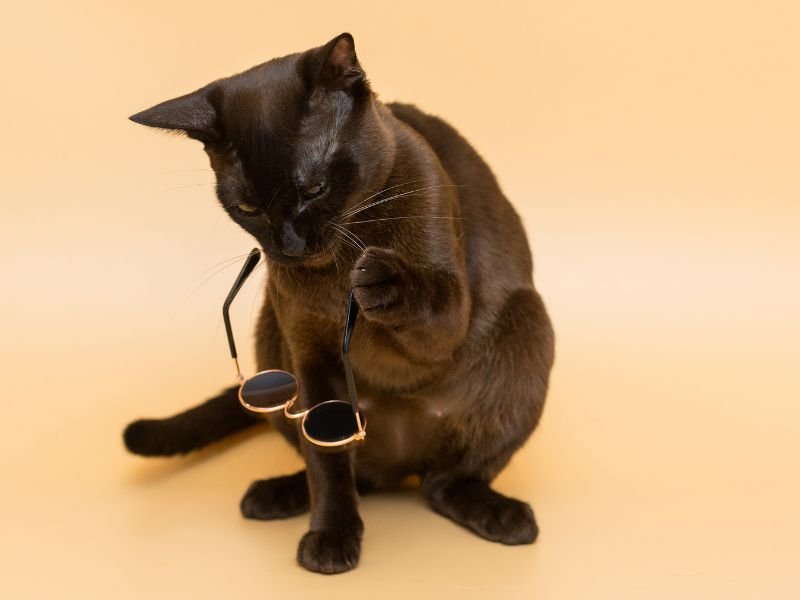 chat burmese soins et alimentation