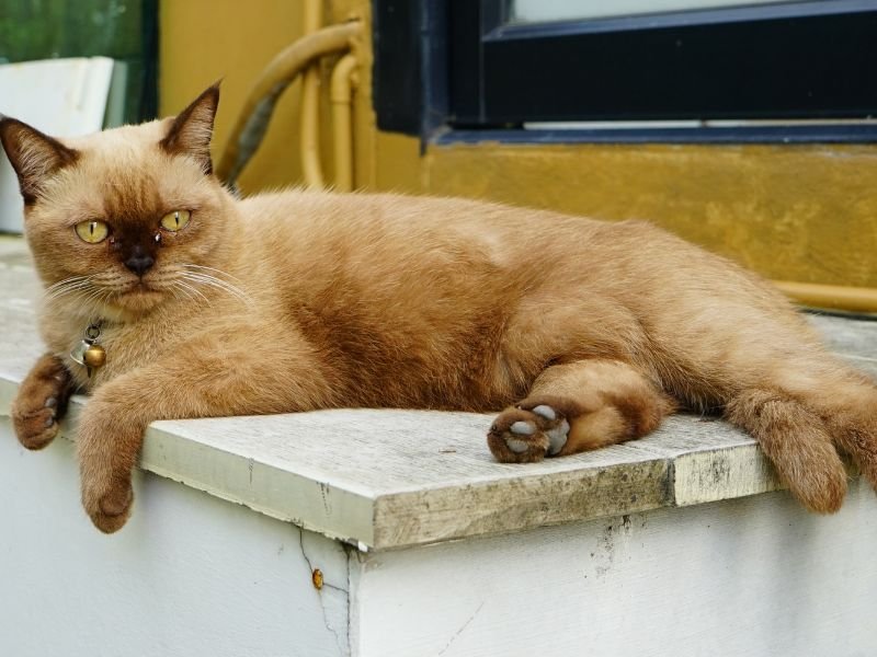 race de chat burmese soins