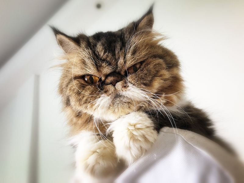 race de chat himalayen a adopter