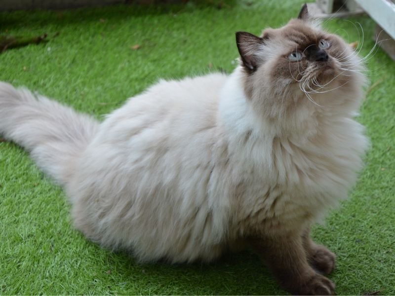 chat himalayen caractere