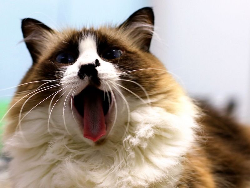 race de chat himalayen caractere soins