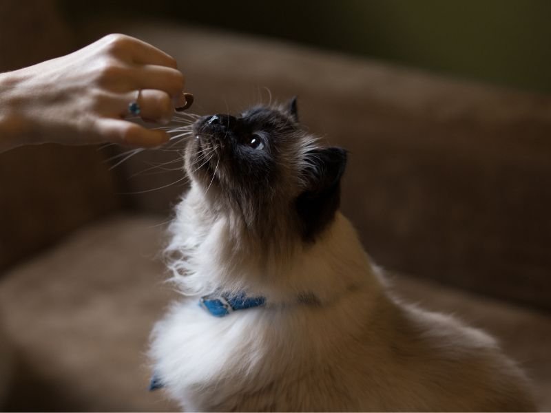 himalayen elevage a vendre