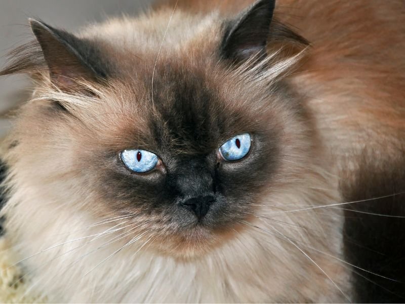 chat himalayen yeux bleu