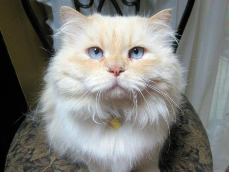 caractère chat himalayen