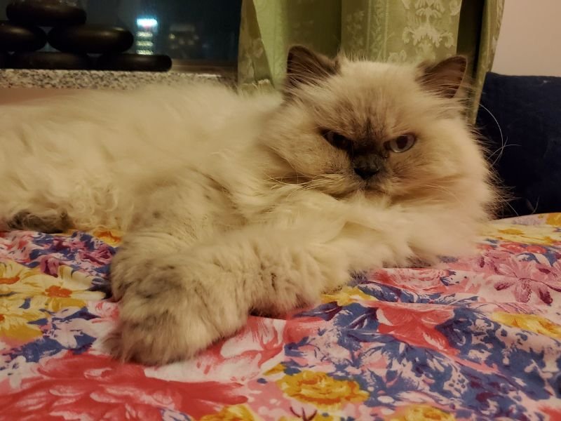 race de chat himalayen prix