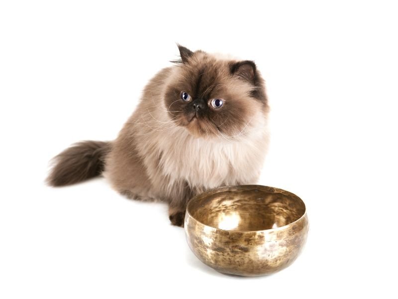 race de chat himalayen soins