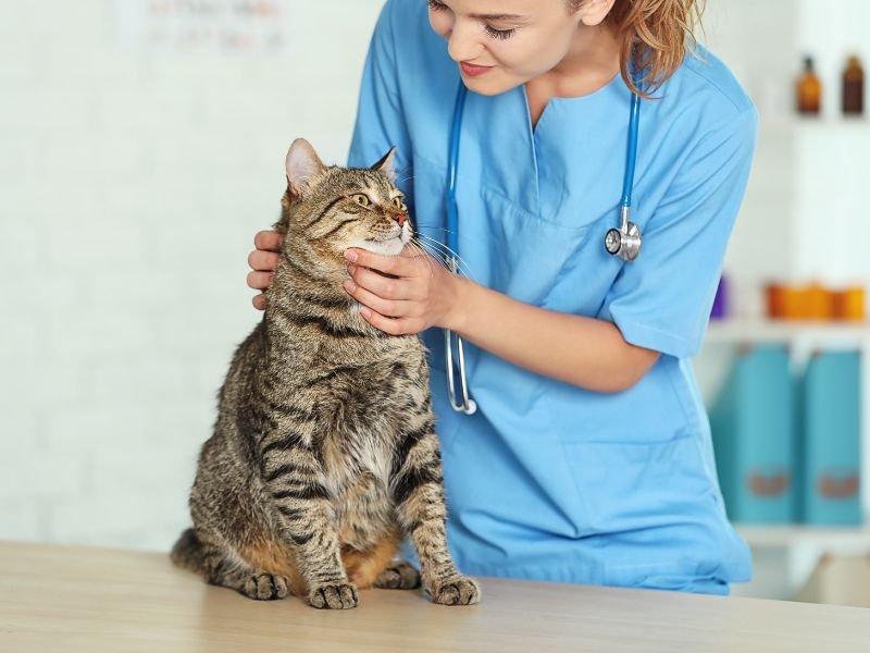 comment vacciner son chat gratuitement