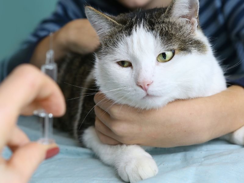quand peut on vacciner un chat