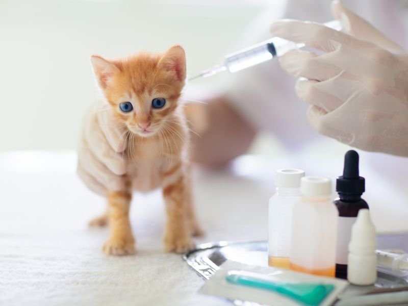 quand peut on vacciner un chaton