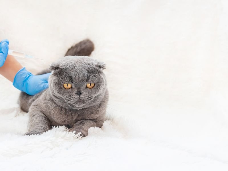 vaccin chat rappel prix