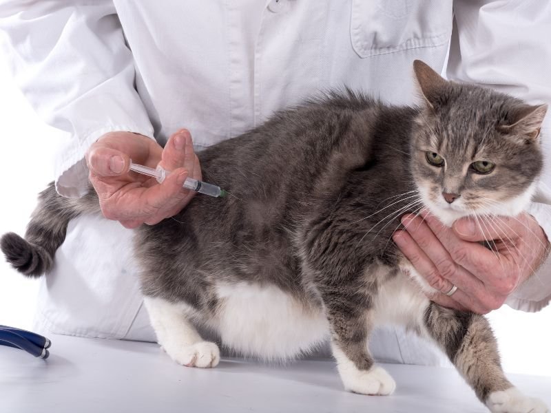 vaccin obligatoire chat voyage