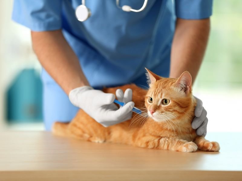 vacciner son chat gratuitement