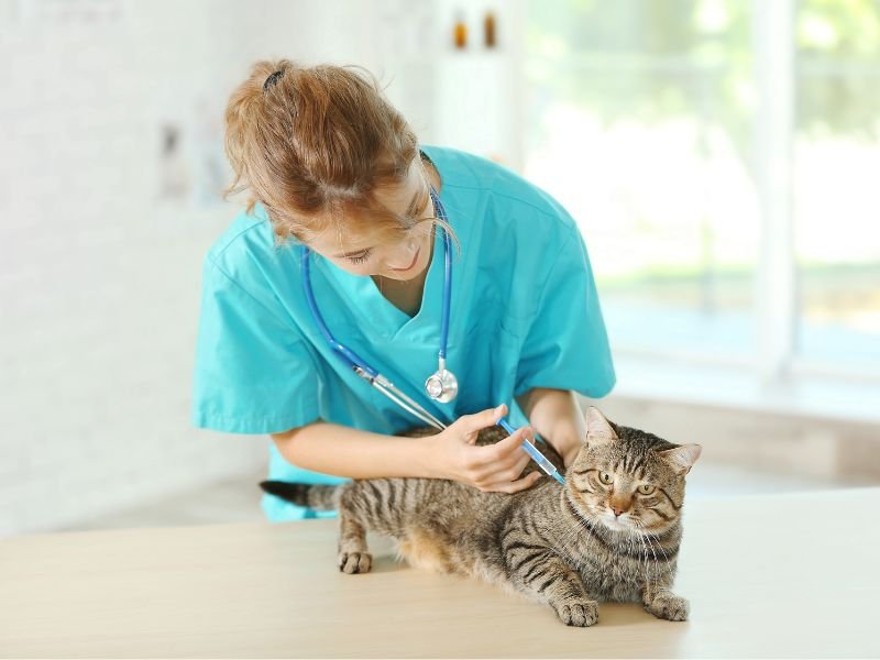 vacciner un chat atteint de coryza