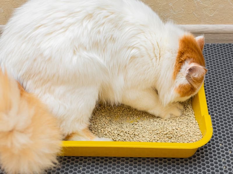 litiere chat sable fin