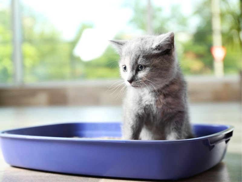 litiere sable agglomerante