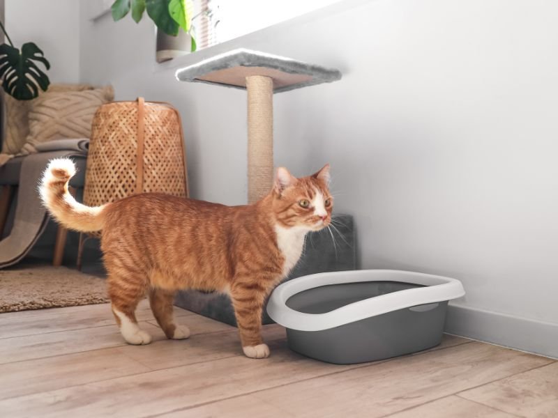 meilleur sable litiere chat