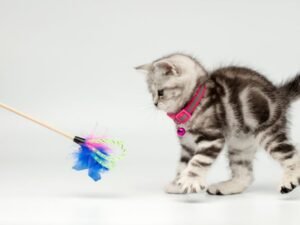 jouets pour chats d appartement a plumes