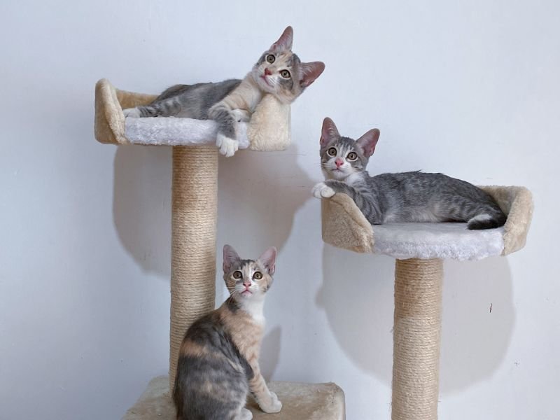 jouets pour chats d appartement arbre a chats