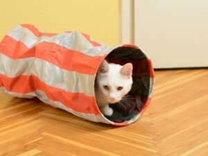 jouets pour chats d appartement tunnel