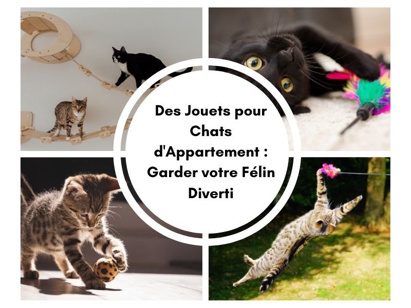jouets pour chats d appartement