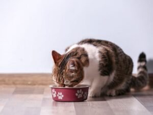 comment nourrir un chaton