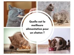 la meilleure alimentation pour chaton