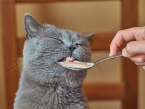 la meilleure alimentation pour un chaton