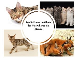les 10 races de chats les plus cheres au monde