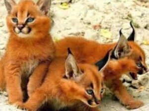 les 10 races de chats les plus cheres au monde caracal