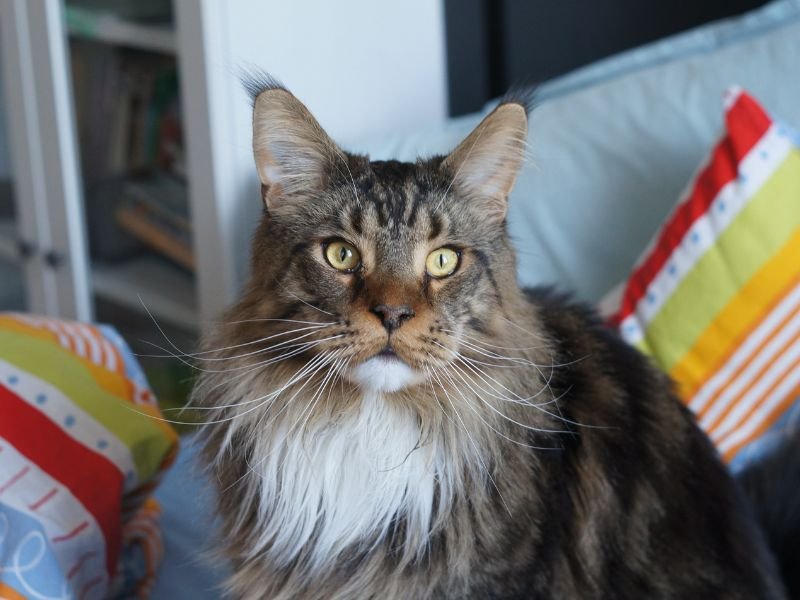 le chat le plus populaire