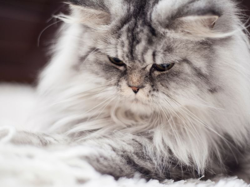 les 10 races de chats les plus connues