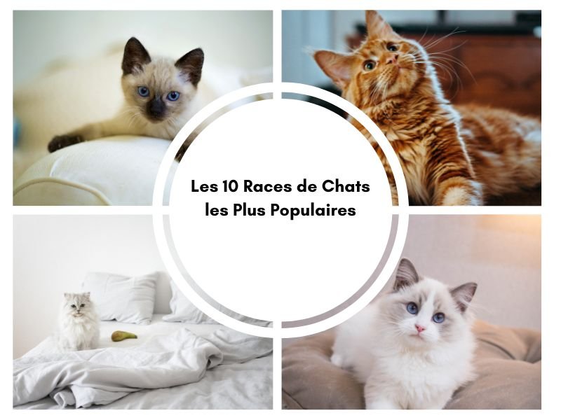 les 10 races de chats les plus populaires