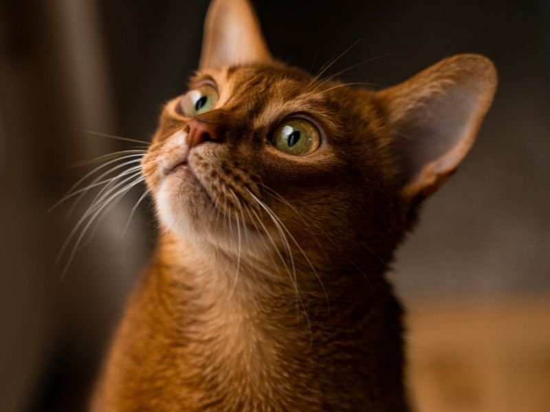 race de chat populaire abyssin