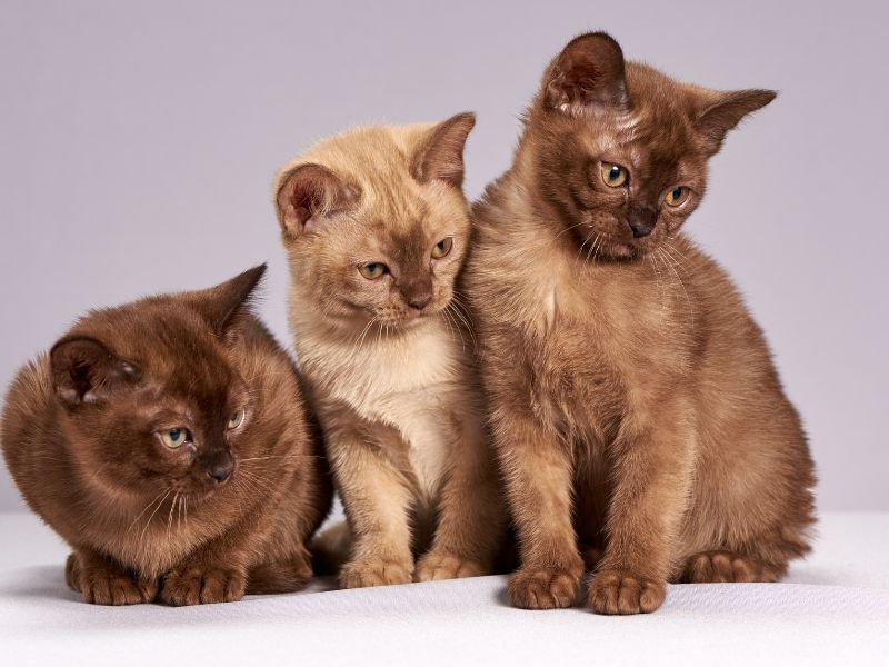 race de chat populaire birman