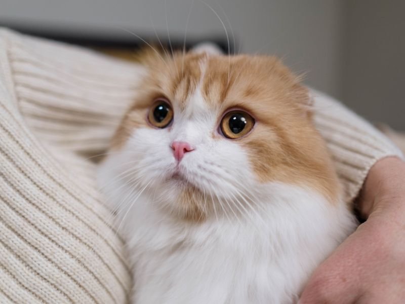 race de chat populaire scottish fold