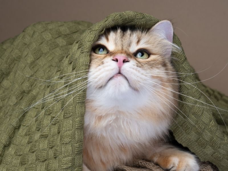 race de chat populaire siberien