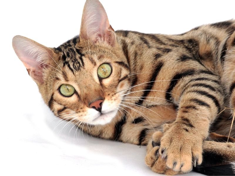 races de chats les plus connus